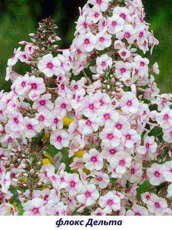 the best varieties of paniculate phlox