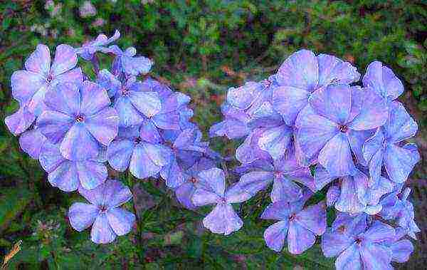 the best varieties of paniculate phlox