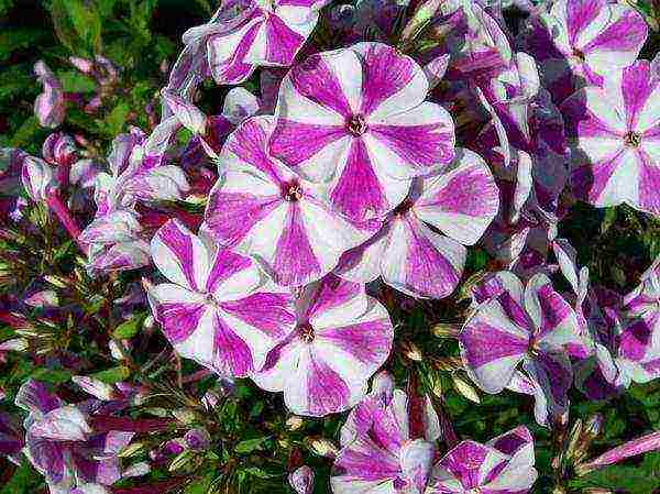 the best varieties of paniculate phlox