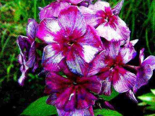 the best varieties of paniculate phlox