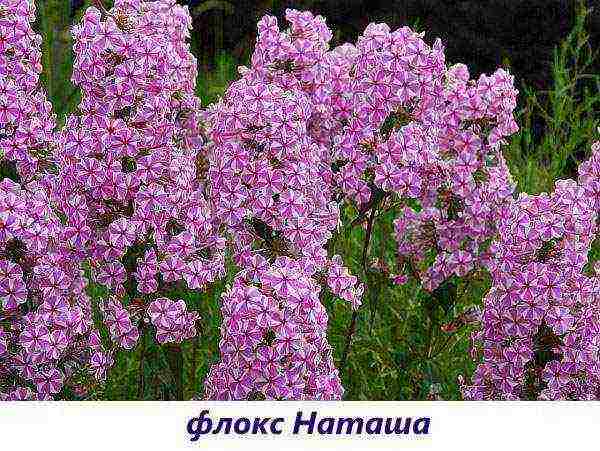 the best varieties of paniculate phlox