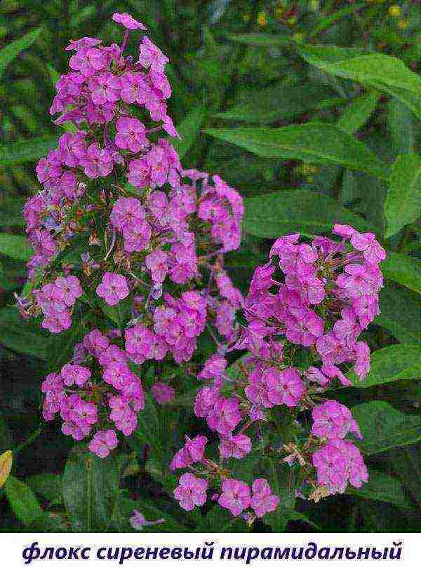 the best varieties of paniculate phlox