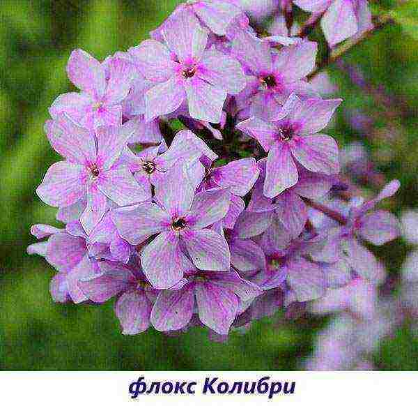 the best varieties of paniculate phlox