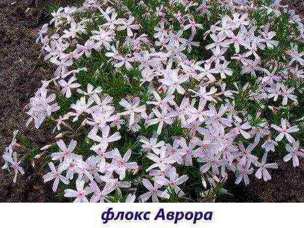 the best varieties of paniculate phlox