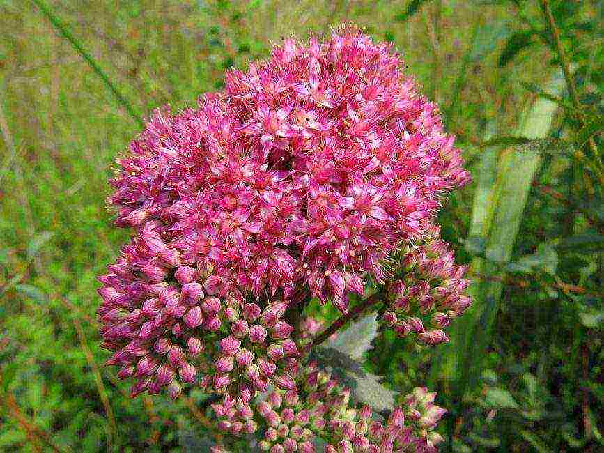 the best varieties of stonecrops