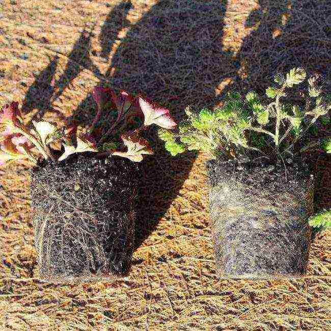 the best varieties of stonecrops