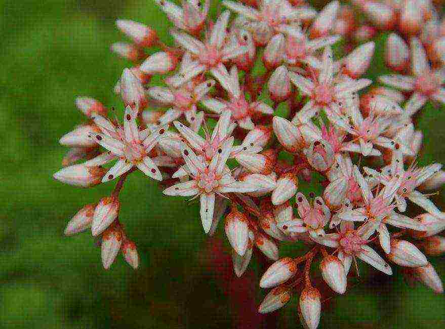 the best varieties of stonecrops