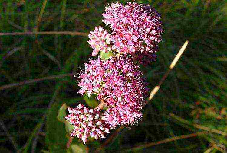 the best varieties of stonecrops