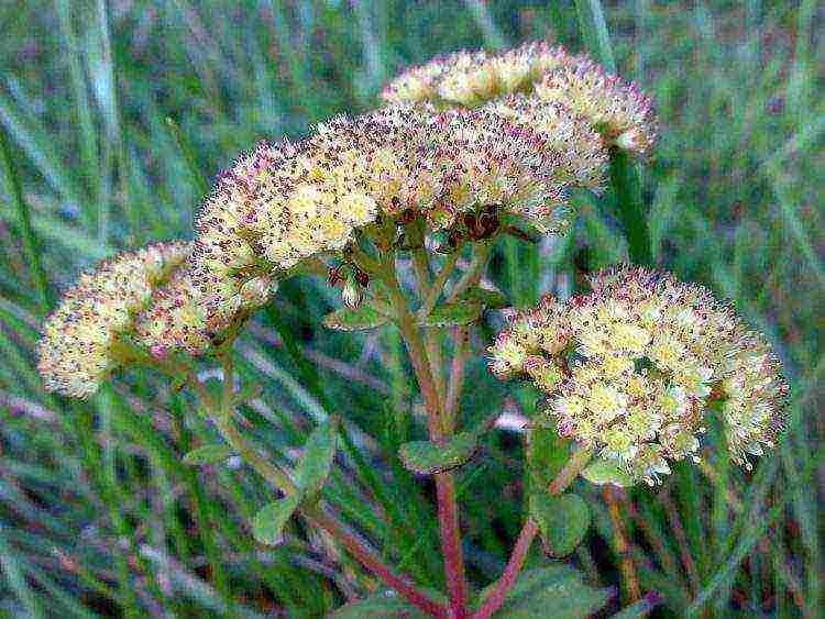 the best varieties of stonecrops