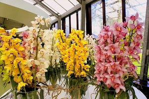 the best varieties of orchids