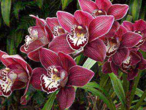 the best varieties of orchids