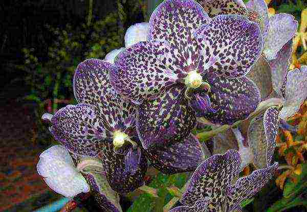 the best varieties of orchids