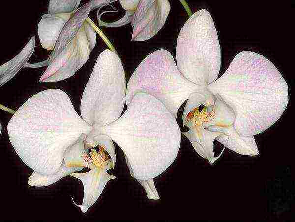 the best varieties of orchids