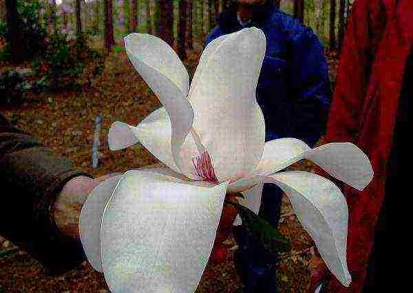 the best varieties of orchids