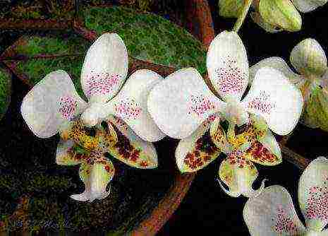 the best varieties of orchids