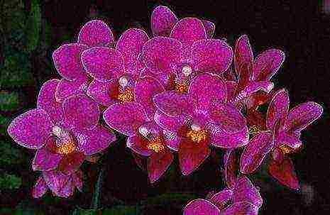 the best varieties of orchids