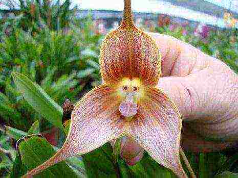 the best varieties of orchids