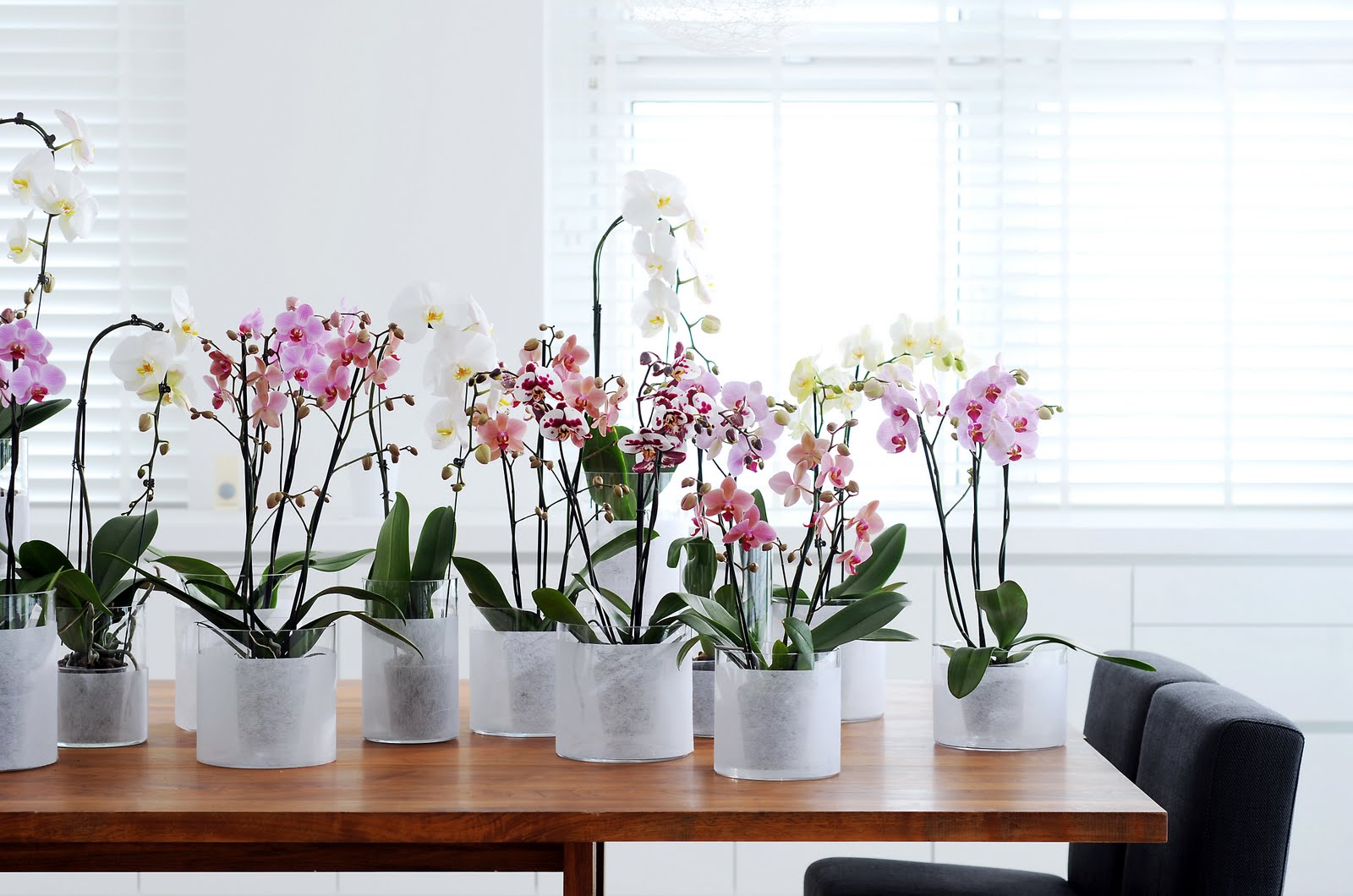 the best varieties of orchids