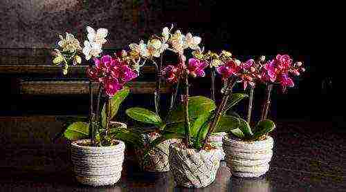 the best varieties of orchids