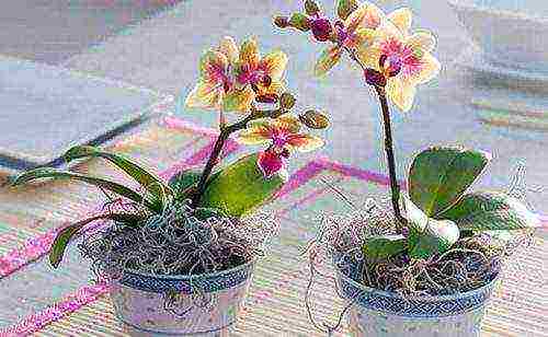 the best varieties of orchids