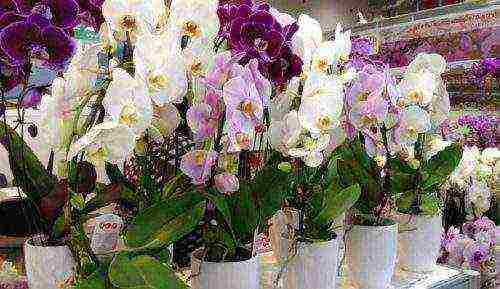 the best varieties of orchids
