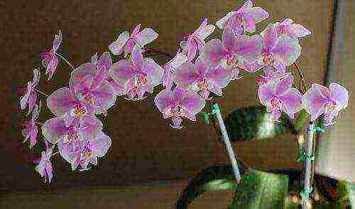 the best varieties of orchids