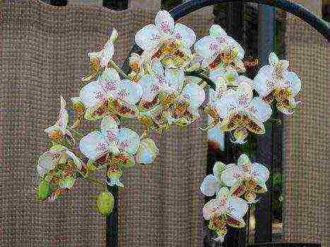 the best varieties of orchids