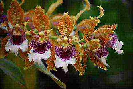 the best varieties of orchids