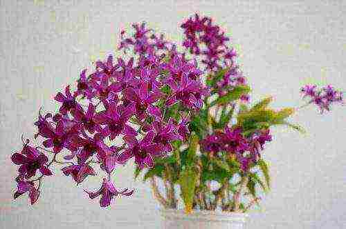 the best varieties of orchids