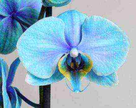 the best varieties of orchids