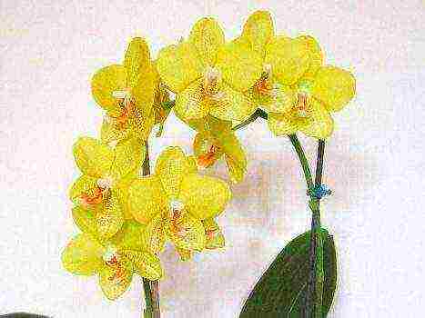 the best varieties of orchids