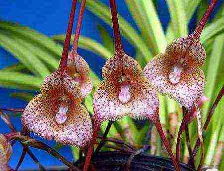 the best varieties of orchids