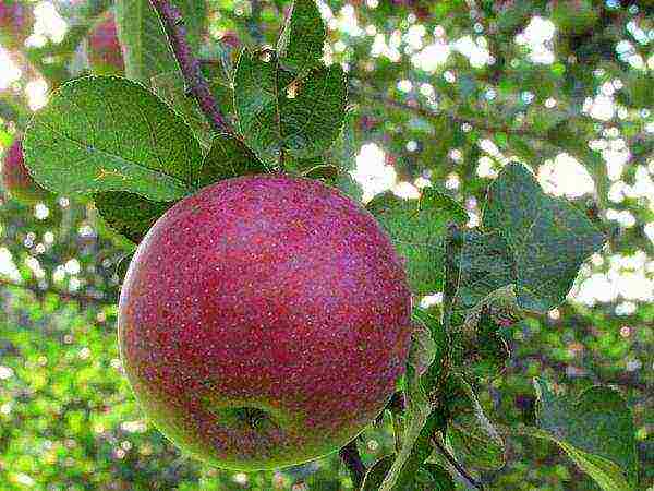 the best varieties of autumn apples