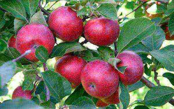 the best varieties of autumn apples