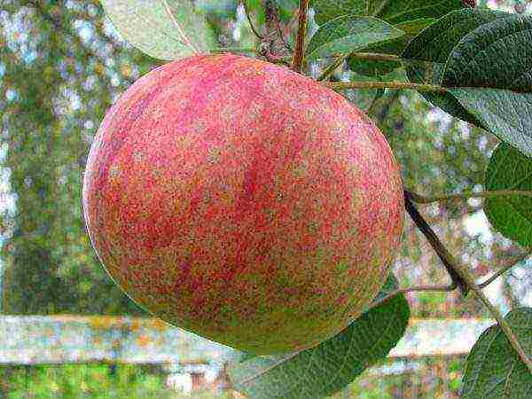 the best varieties of autumn apples