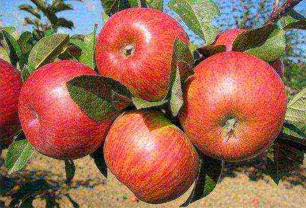 the best varieties of autumn apples