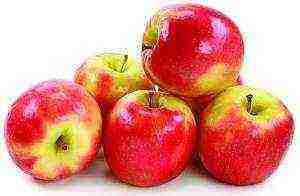 the best varieties of autumn apples