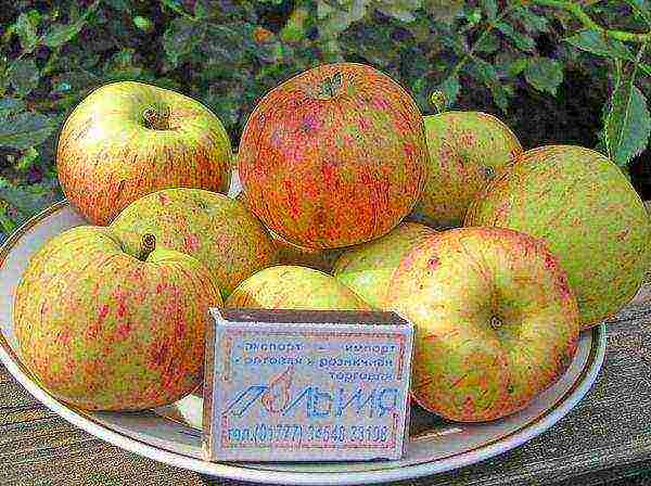 the best varieties of autumn apple trees