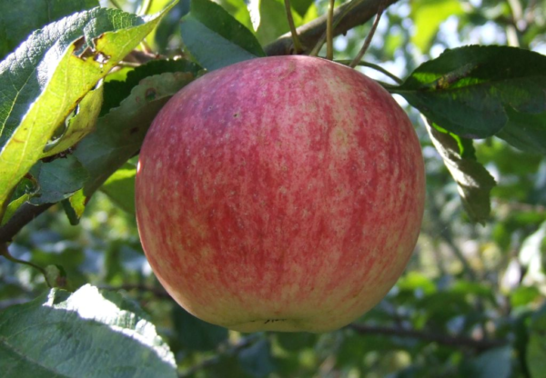 the best varieties of autumn apple trees