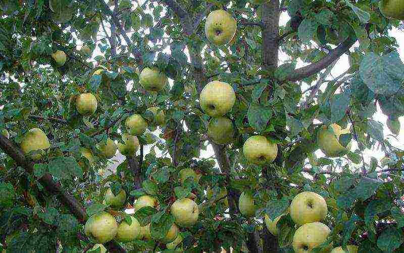 the best varieties of autumn apple trees