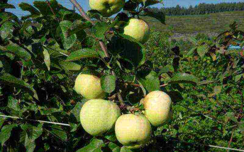 the best varieties of autumn apple trees