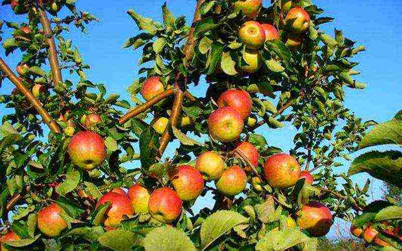 the best varieties of autumn apple trees