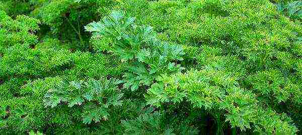 the best varieties of parsley