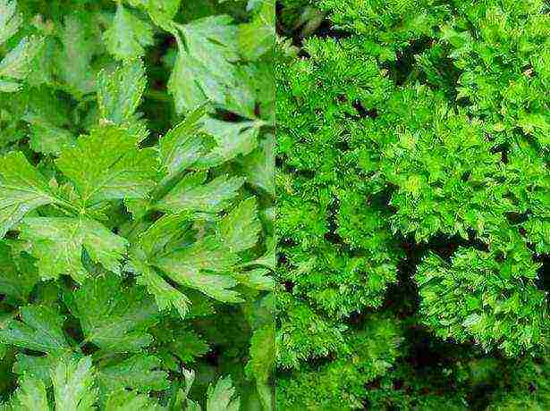 the best varieties of parsley