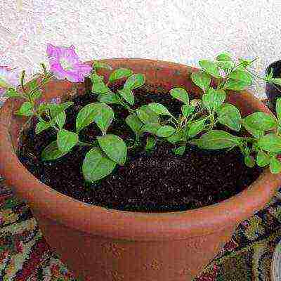 the best varieties of bush petunias