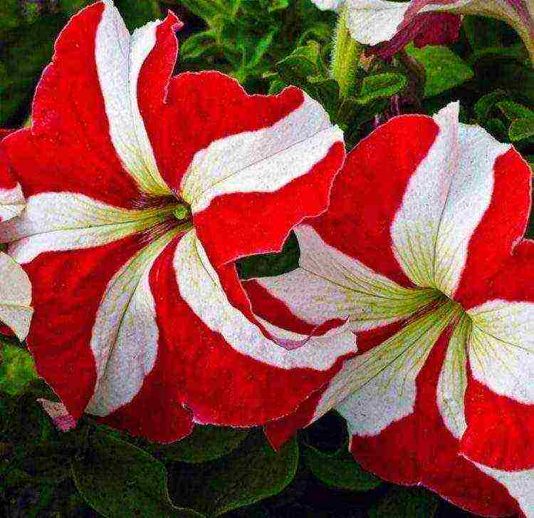 the best varieties of bush petunias