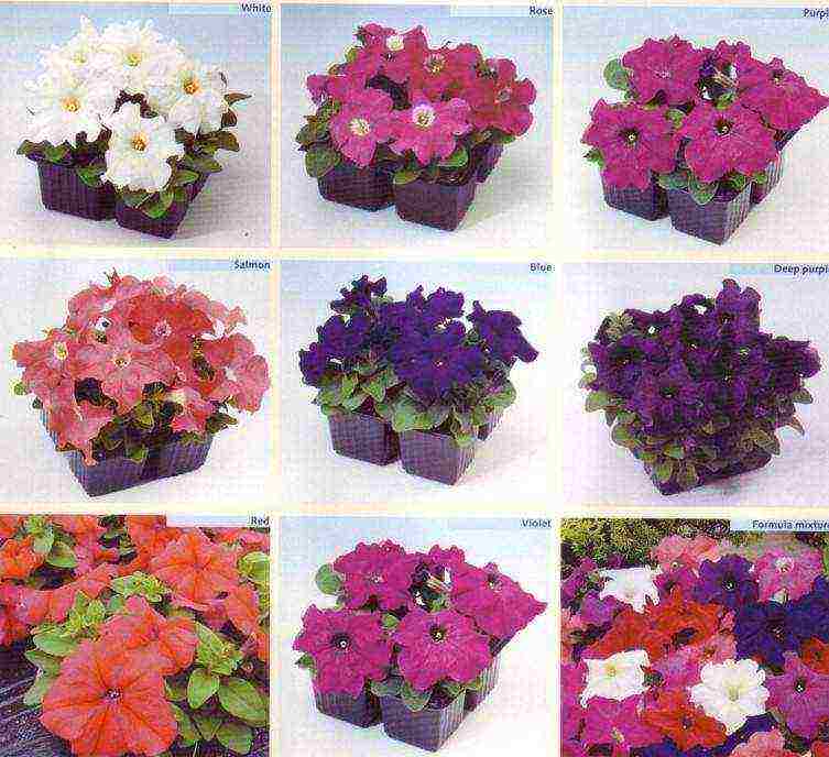 ang pinakamahusay na mga varieties ng bush petunias