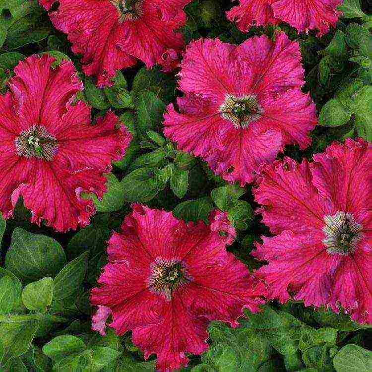 the best varieties of bush petunias