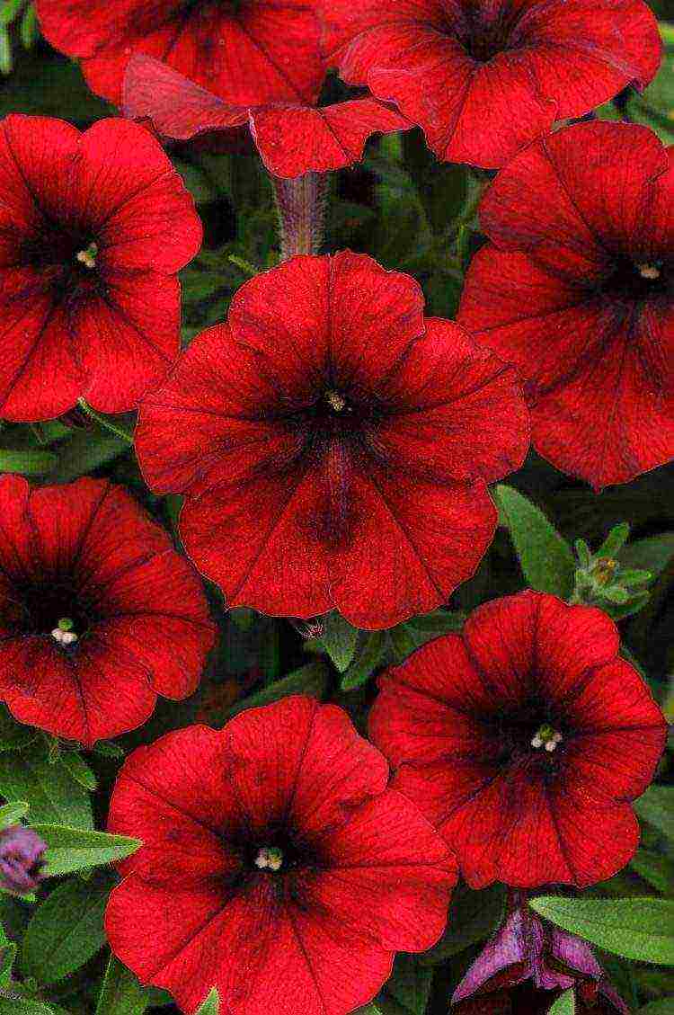 the best varieties of bush petunias