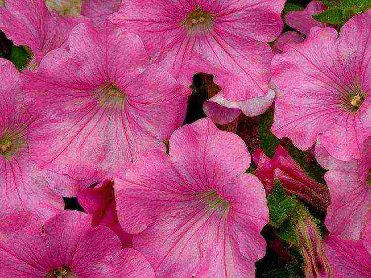 the best varieties of bush petunias